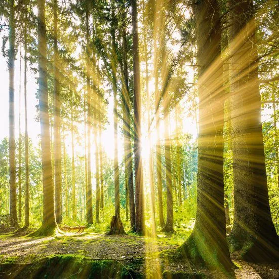 Bild SUMMER WOODS 229470