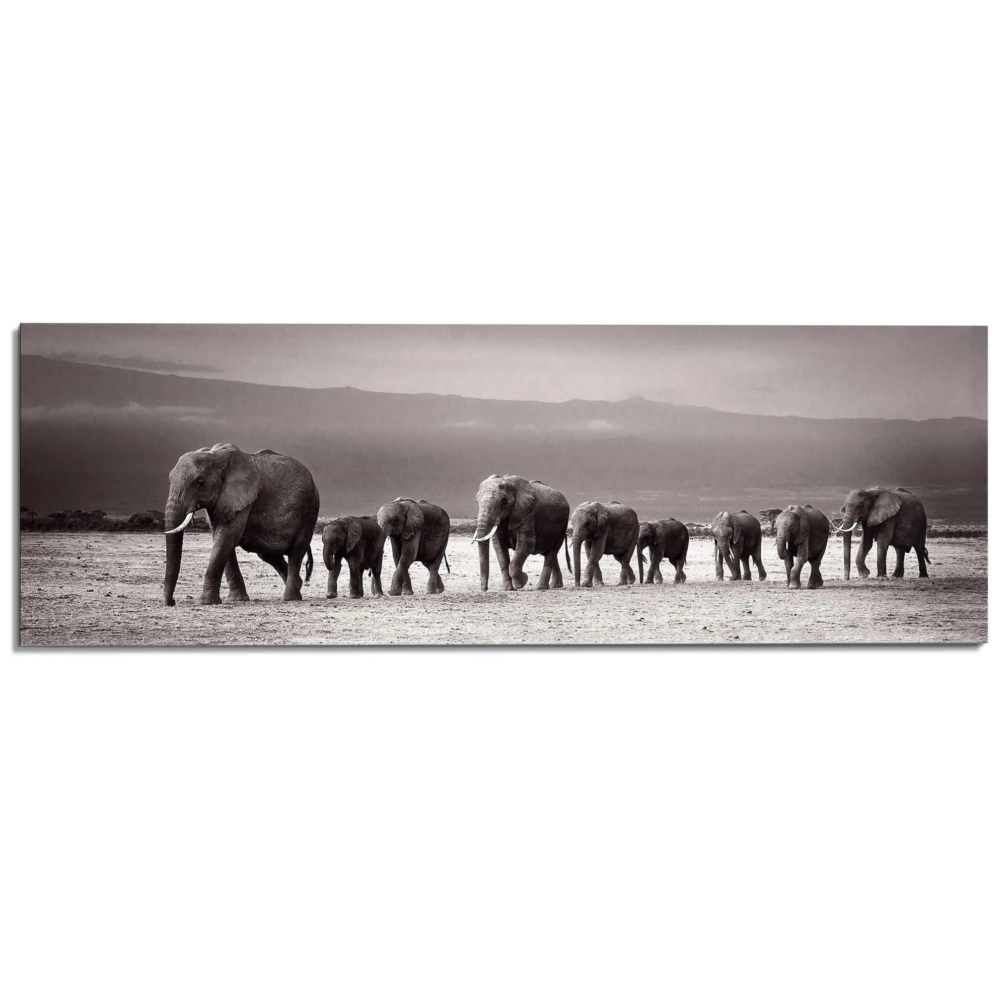 Bild ELEFANTEN 462657