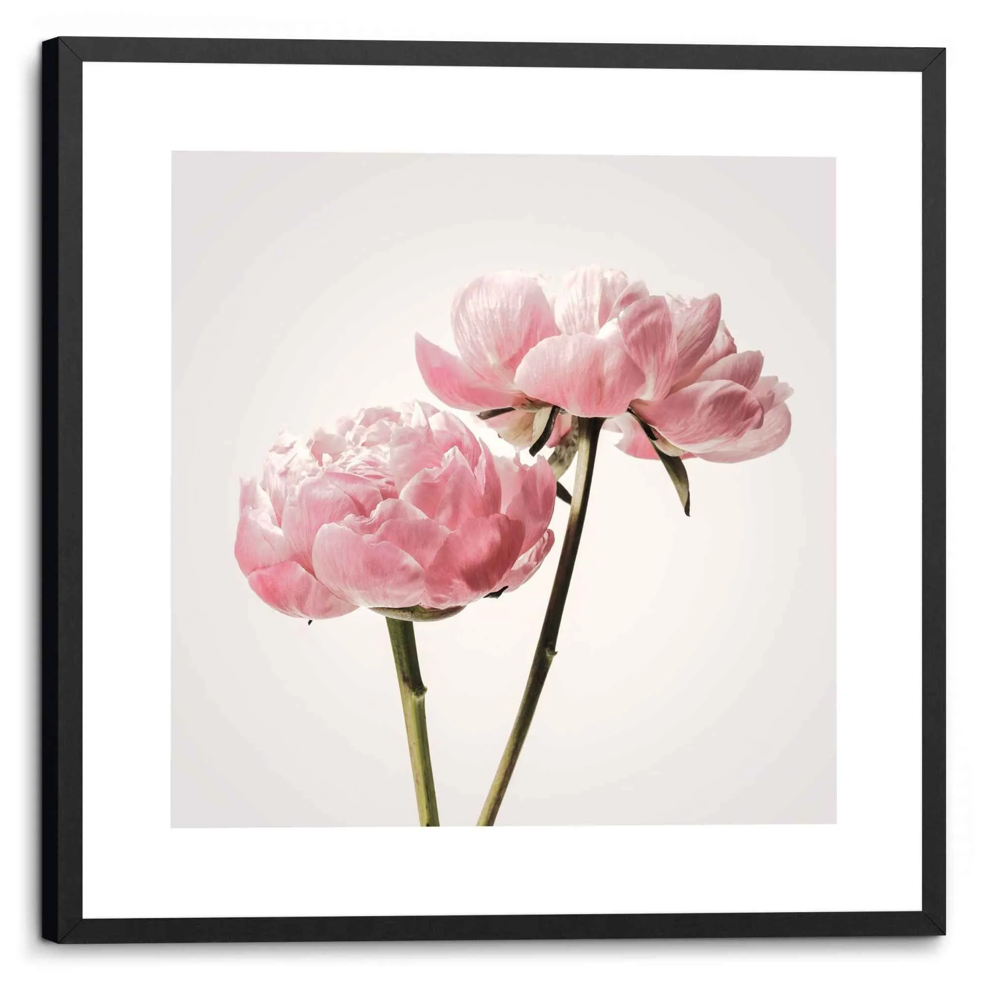 Bild PFINGSROSENBLÜTEN 462731