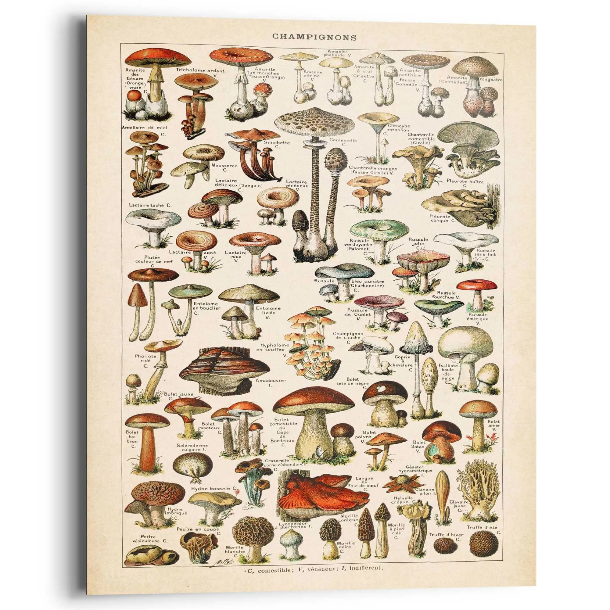 Bild MUSHROOMS 586033