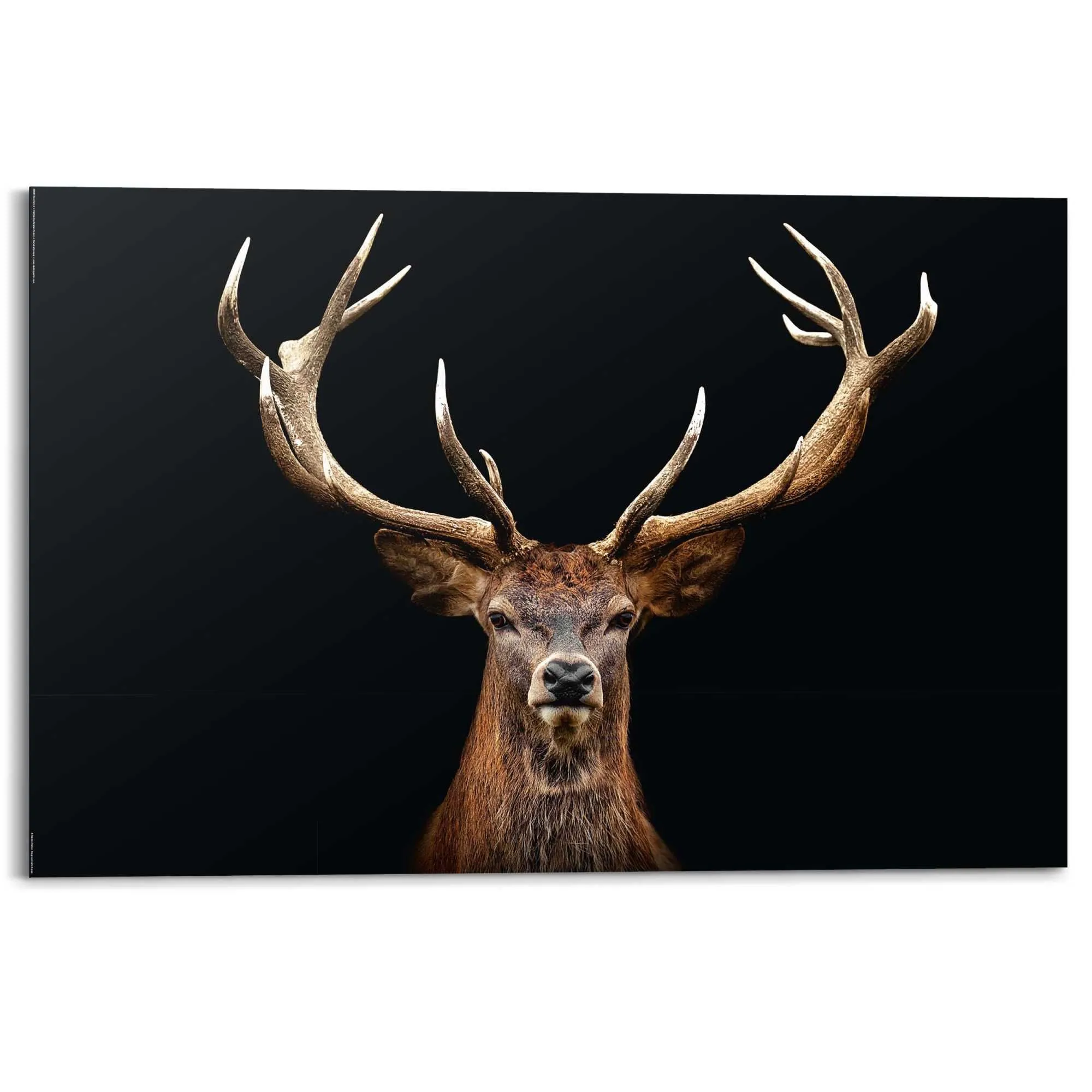 Bild DEER PORTRAIT 586062