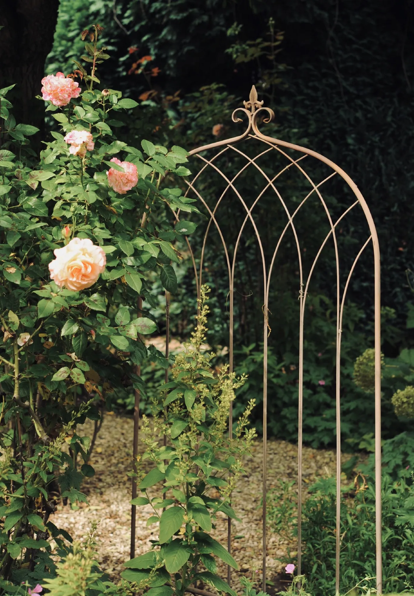 Rankgitter 'Leonore', antik-braun, H 176 cm, B 75 cm