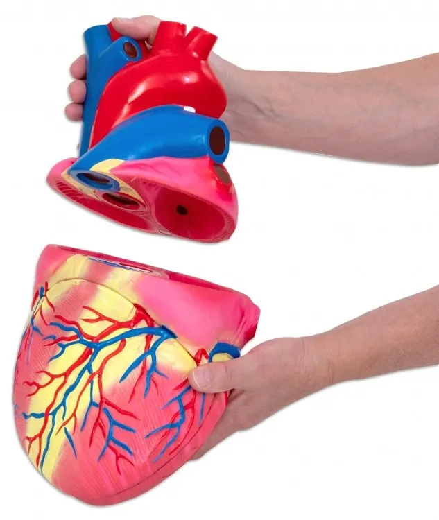 Betzold großes Modell vom menschlichen Herz