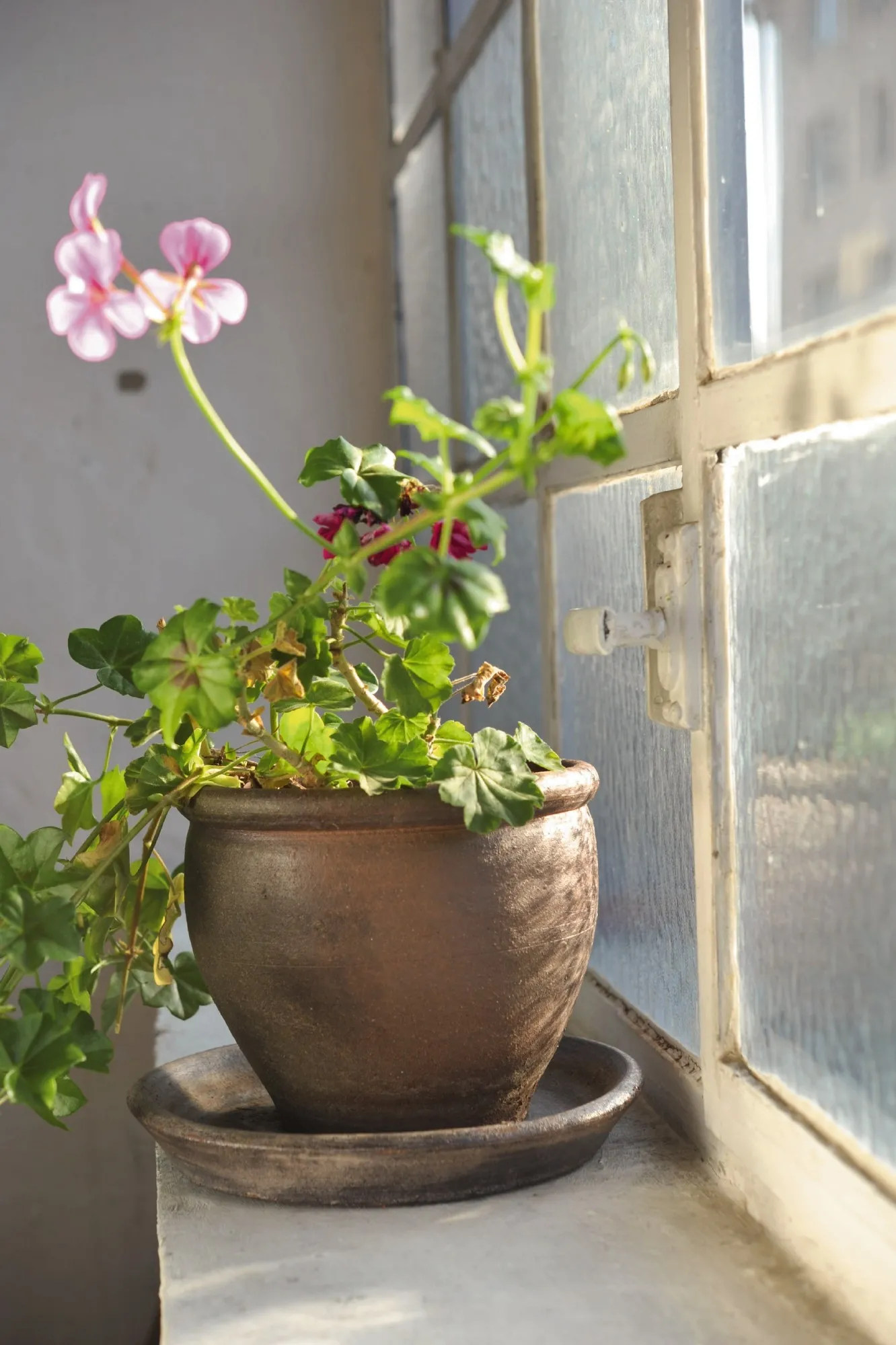 Pflanzschalen 'PS', natur, T 30 cm, B 30 cm, H