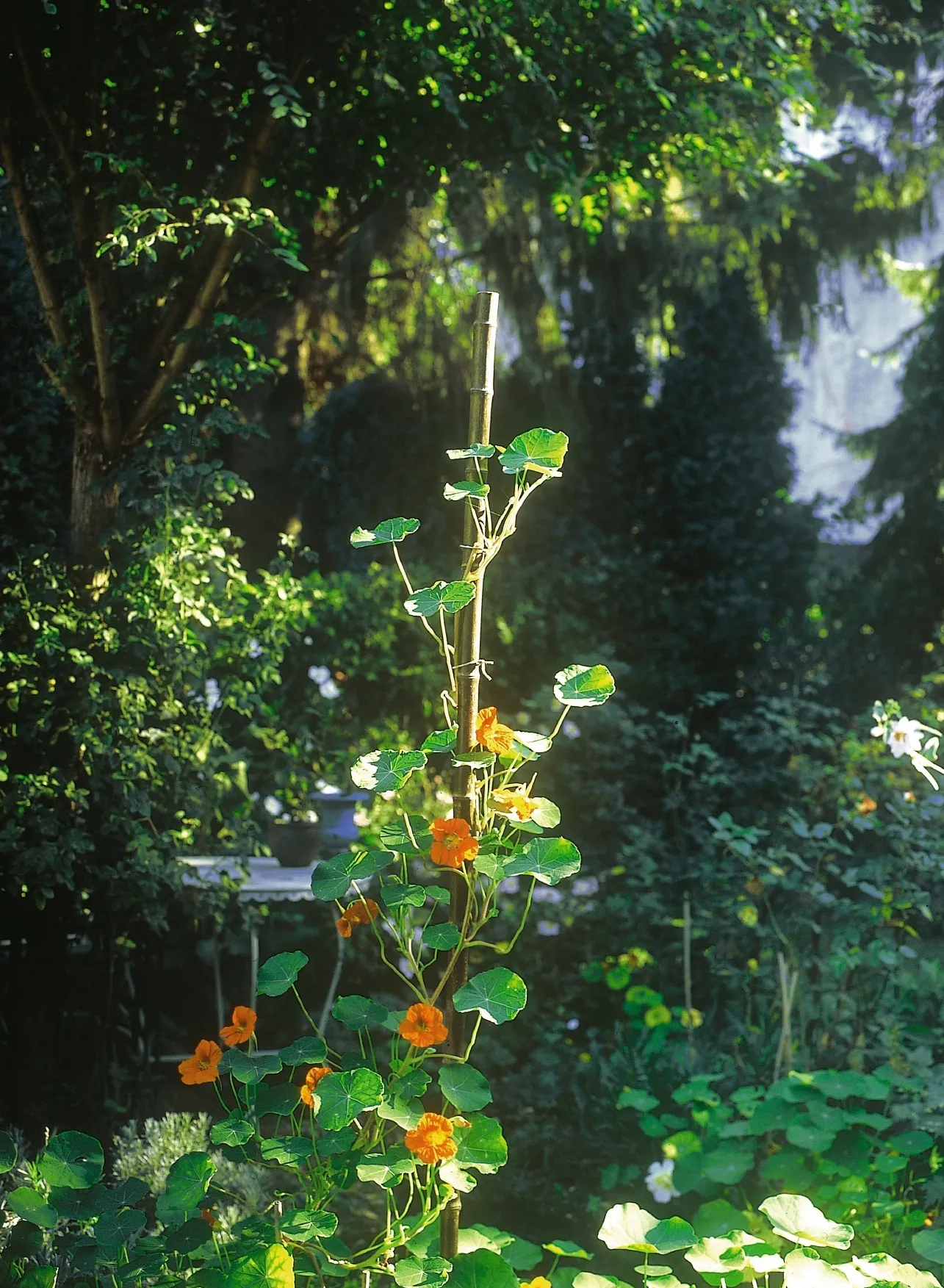 Bambusstab, natur, T 2,5 cm, B 2,5 cm, H 200 cm