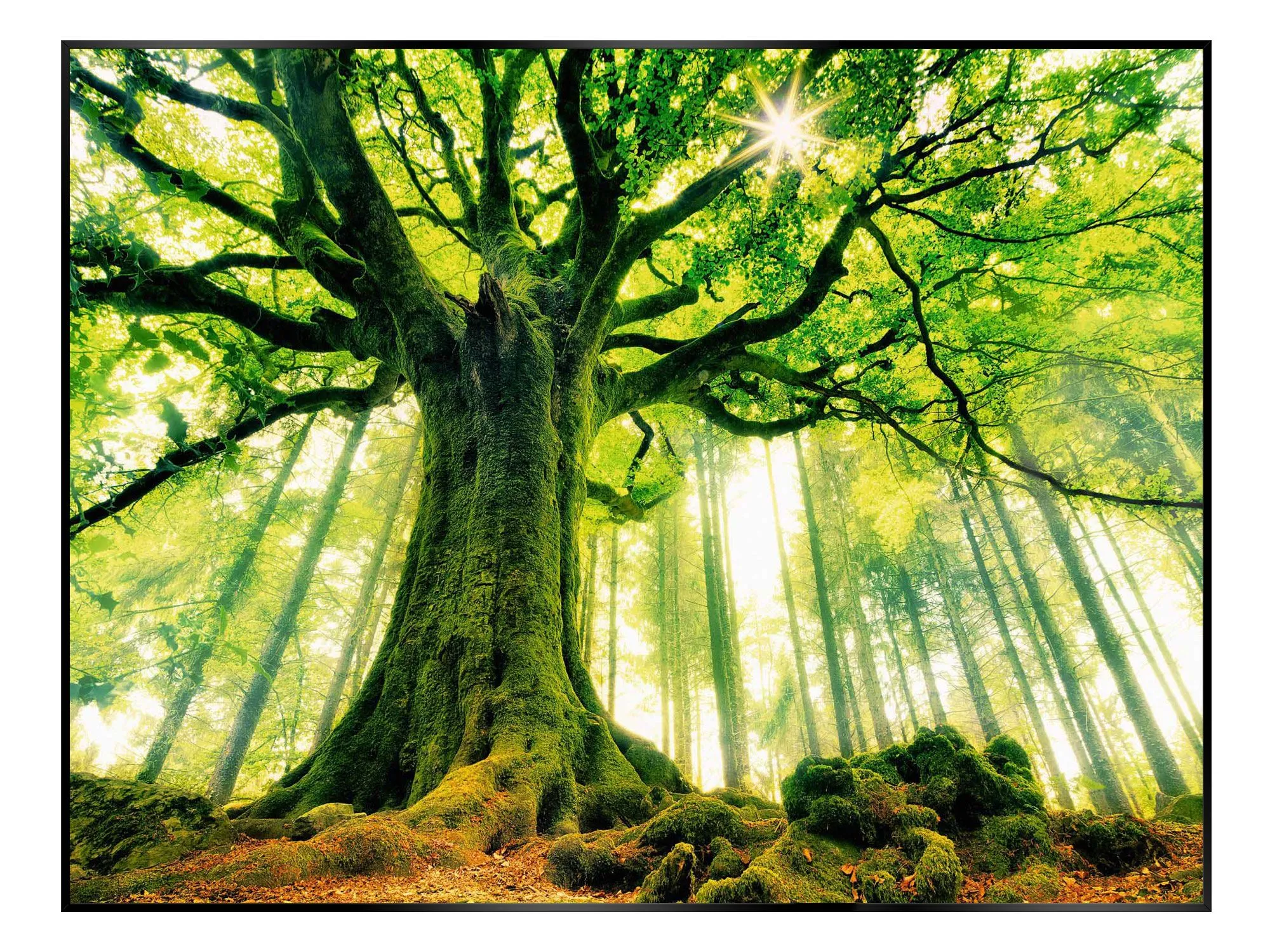 Bild AUTUMN FOREST 258292