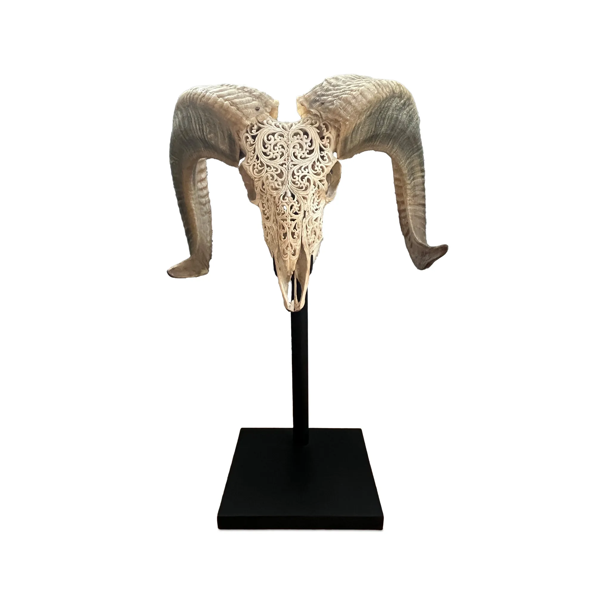 Widderschädel auf Ständer, H 64 cm